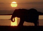 Elefantengedächtnis @ wilde-welpen.de