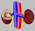 kidneys @ biology.arizona.edu