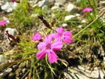 PINK @ wikipedia.org
Dianthus carthusianorum
© Audrius Meskauskas (Audriusa), common creative