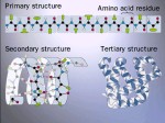 Alpha-Helix @ the-naked-scientists.com
© http://www.columbia.edu/cu/biology/courses/c2005/images/3levelpro.4.p.jpg