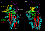 Atatchy @ wikimedia.org
©  Thanx to Jcwhizz for awesome article on serine proteases / Serpin !