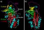 Atatchy @ wikimedia.org
©  Thanx to Jcwhizz for awesome article on serine proteases / Serpin !