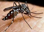 MosquitoDengueFever @ asianscientist.com