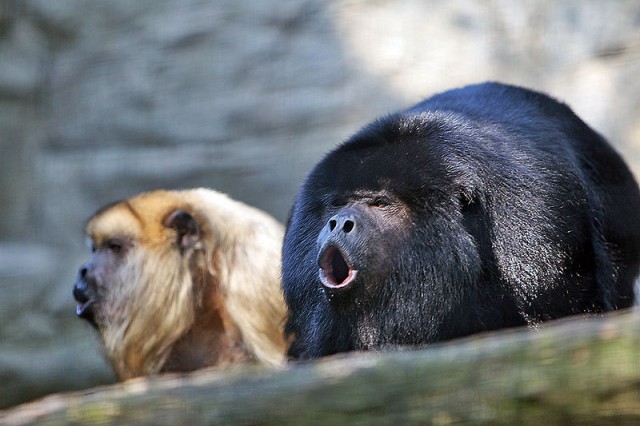 Bruellaffe @ wikipedia.org
Howler_monkey
© Steve: http://www.flickr.com/people/31563480@N00
