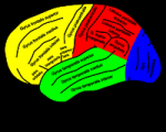 GehirnLernfaehigkeit @ wikipedia.org
© NEUROtiker