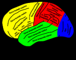 GehirnLernfaehigkeit @ wikipedia.org
© NEUROtiker