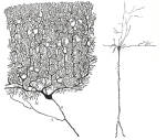 Lernfaehigkeit @ wikimedia.org
© Gray's Anatomy, Cell of Purkinje