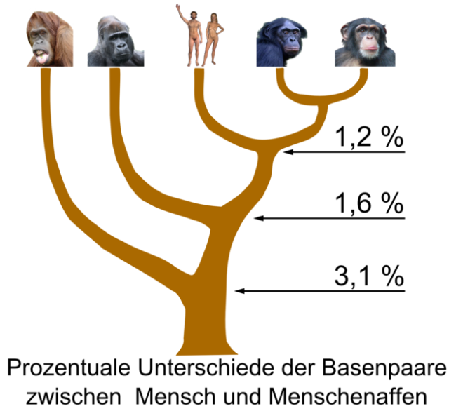 HomoSapiens @ wikipedia.org
© Kuebi = Armin Kübelbeck