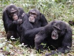 MaleChimpanzeesGrooming @ psych.ucsb.edu