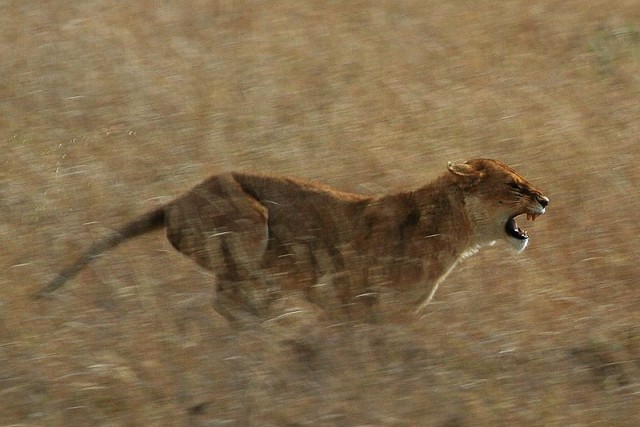 Serengeti Lion Running saturated @ wikipedia.org
© Schuyler Shepherd (Unununium272), common creative