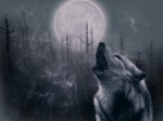 WolfsMond @ pixelio.de
© Cimaron / pixelio.de